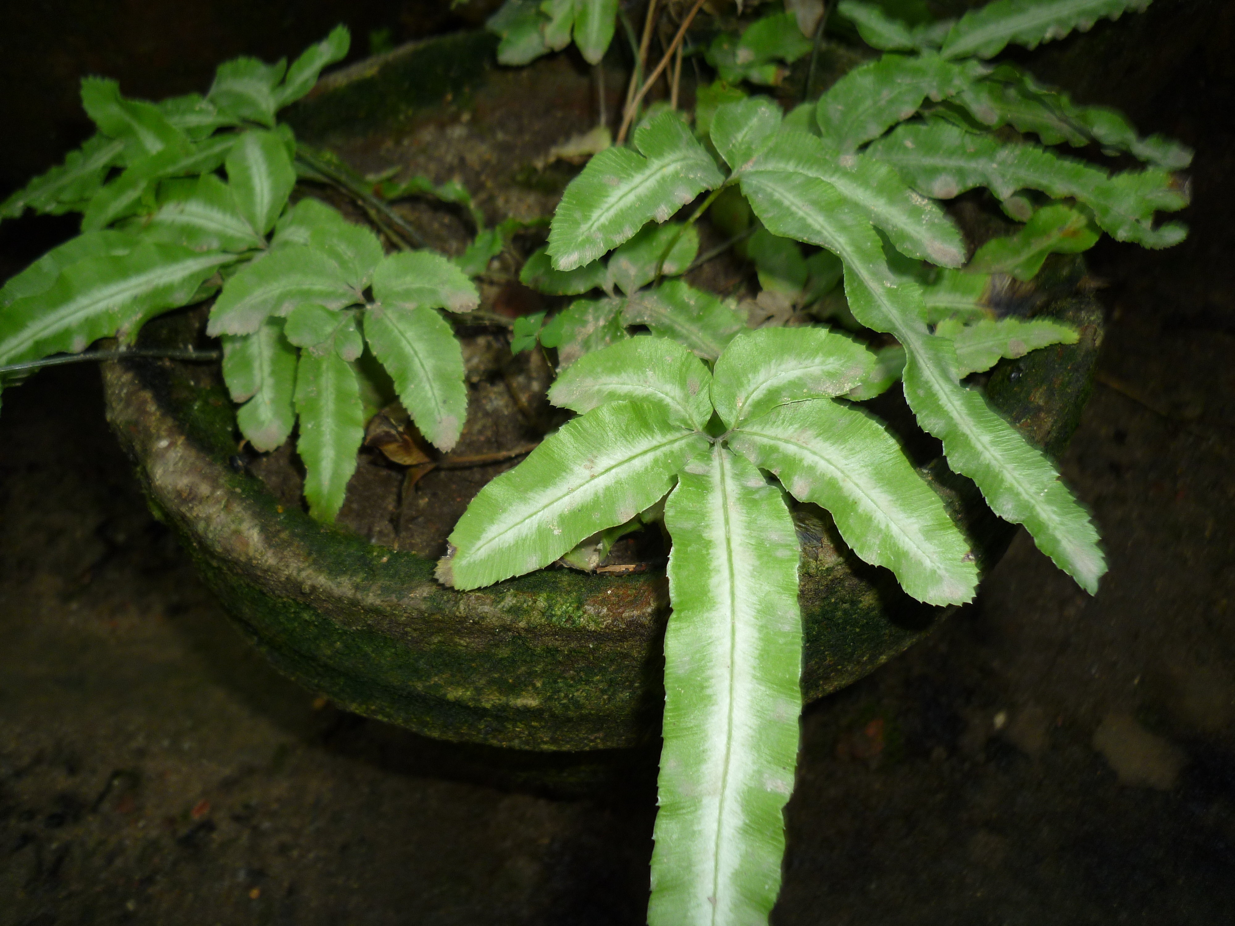 Pteris cretica