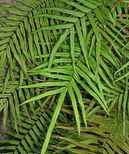 Pteris vittata