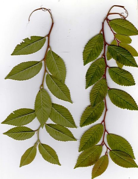 Ulmus parvifolia