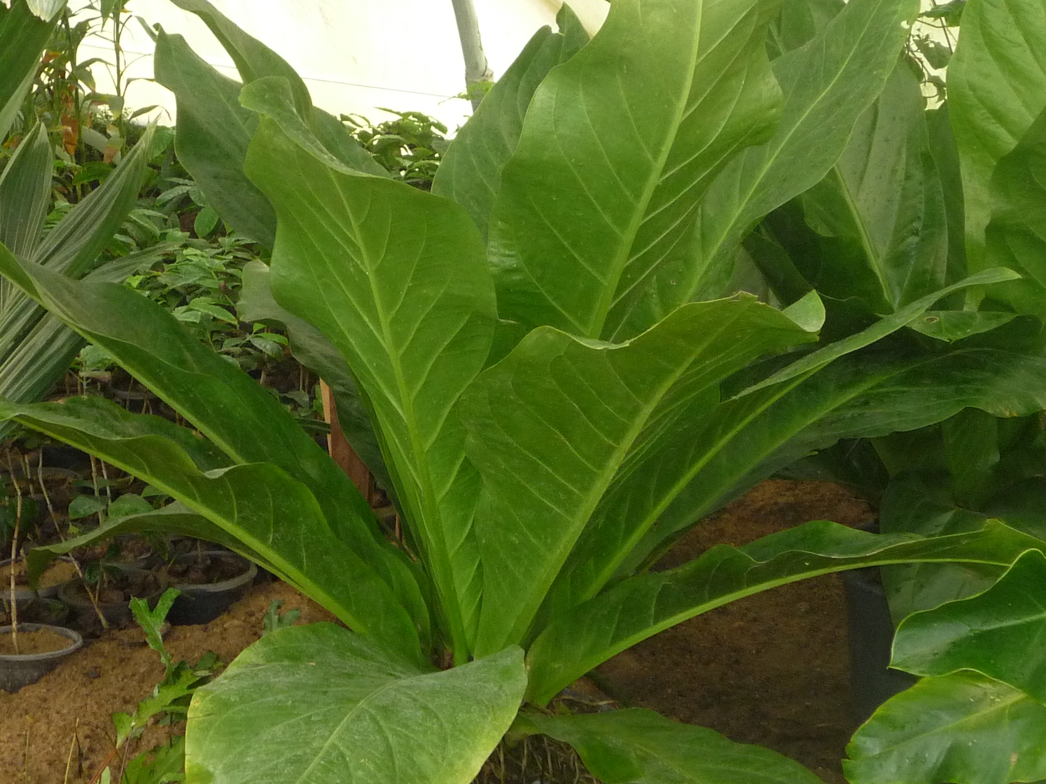 Anthurium hookeri