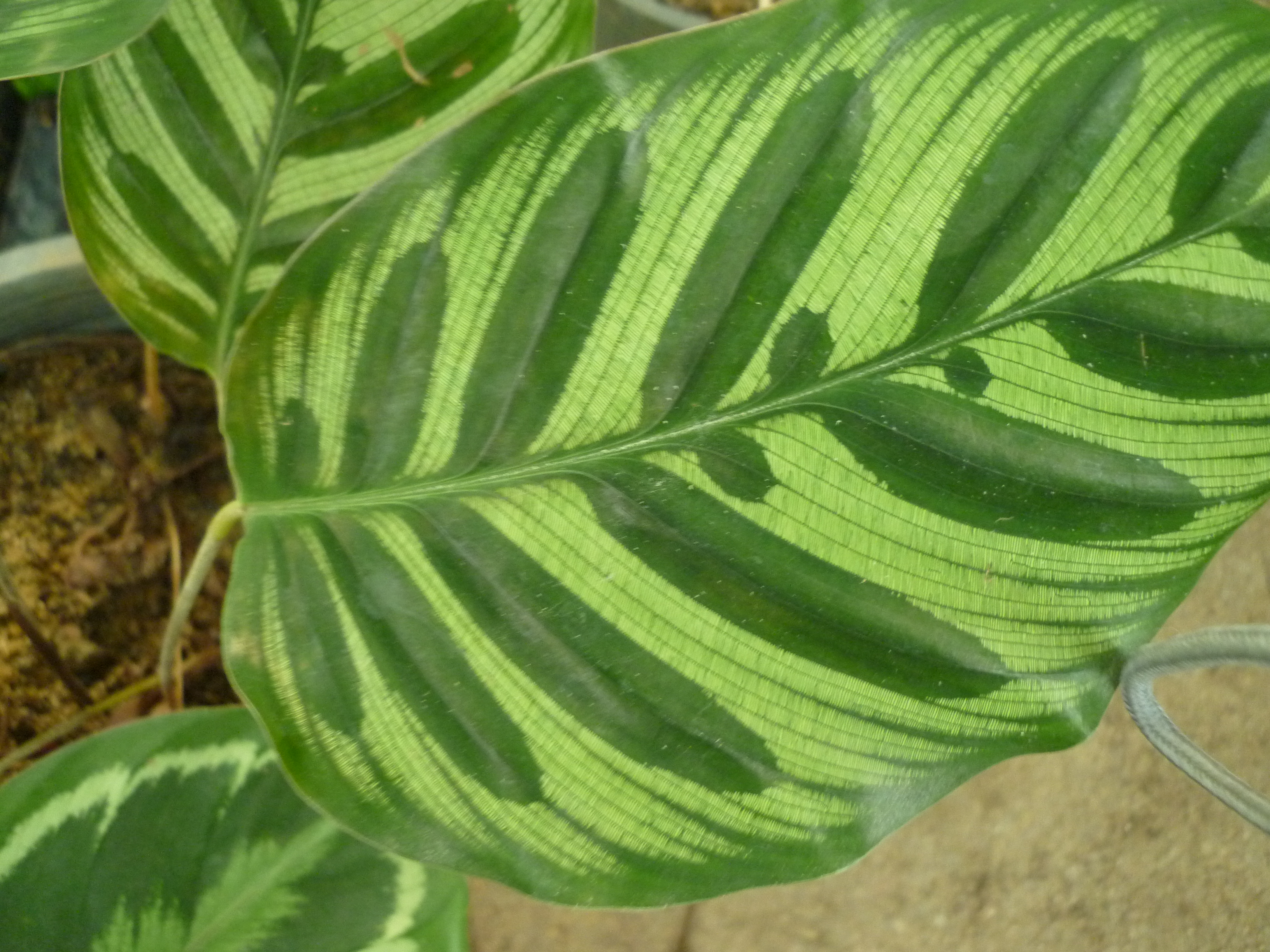 Calathea makoyana