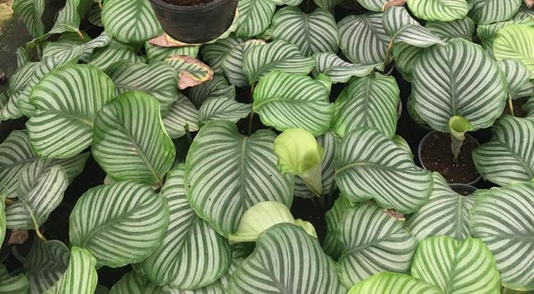 Calathea orbifolia