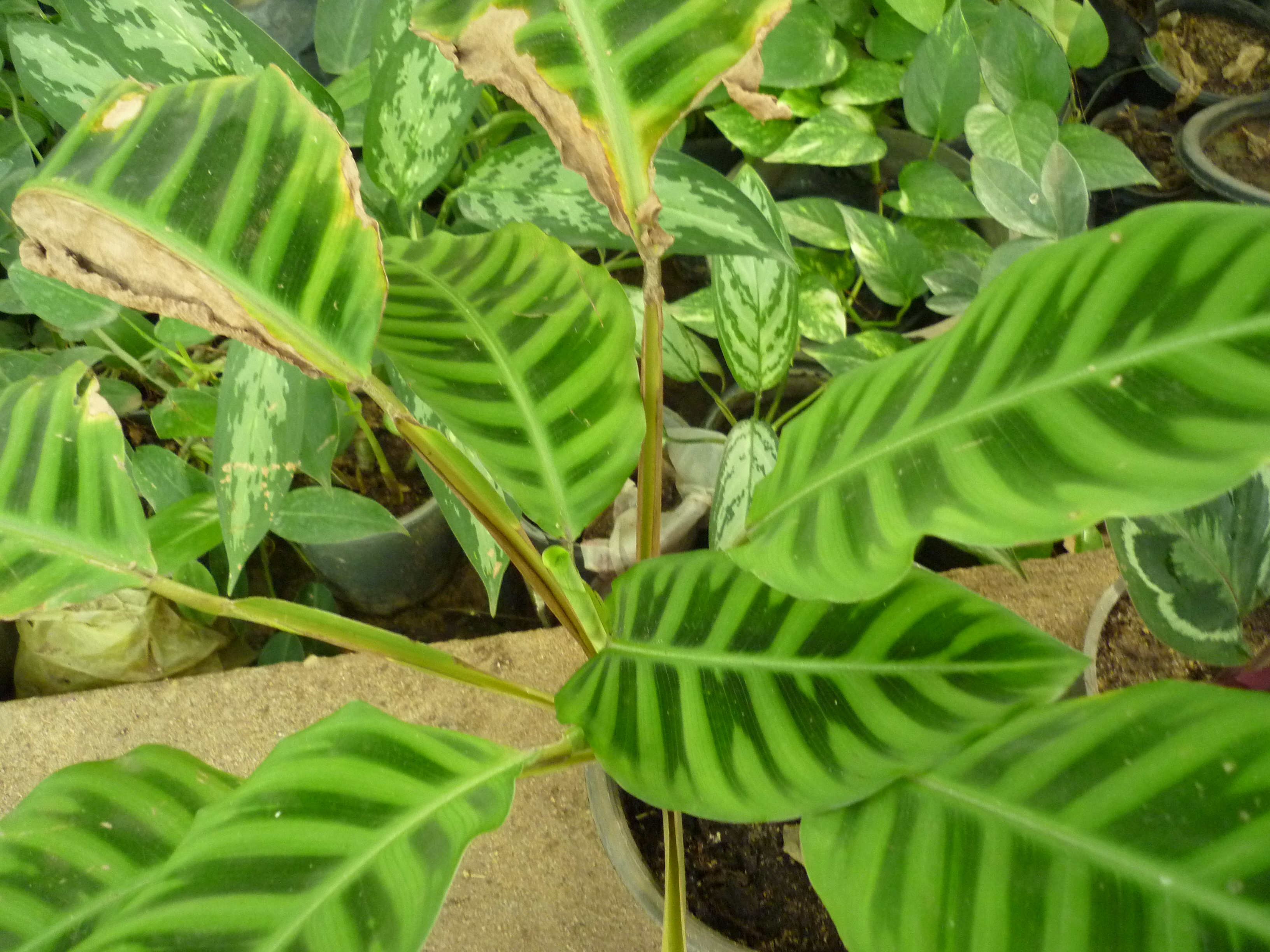 Calathea zebrina