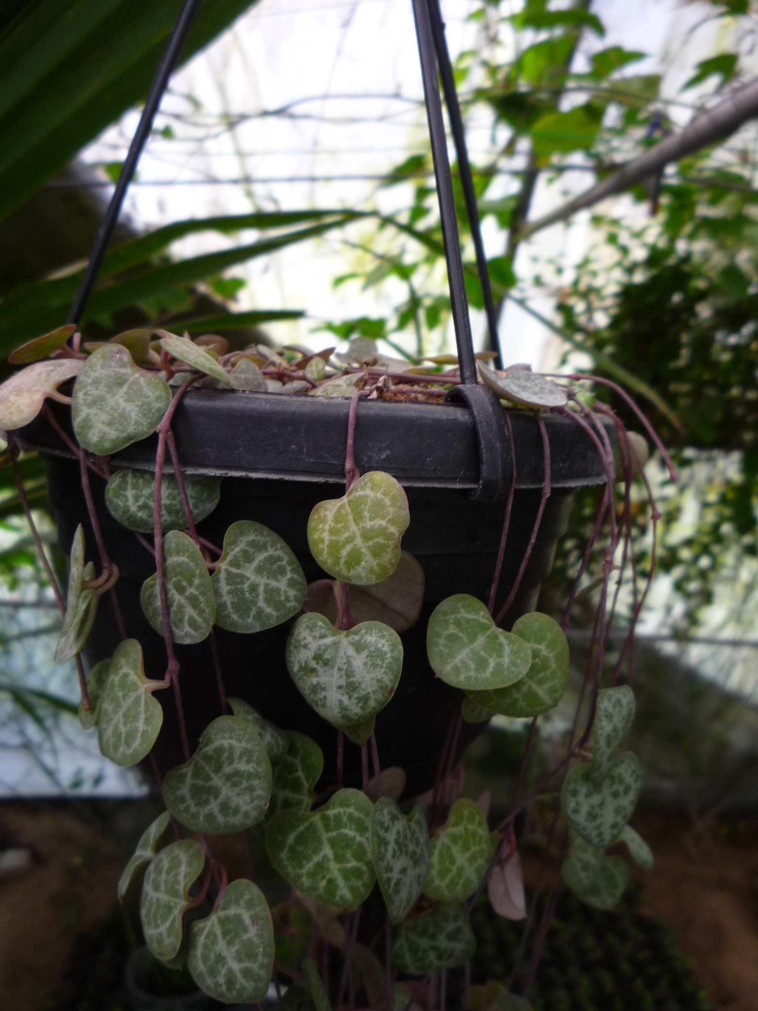 Ceropegia woodii