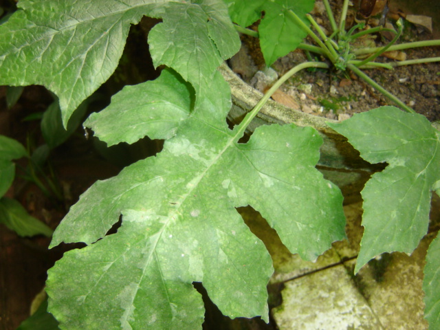 Dorstenia contrajerva