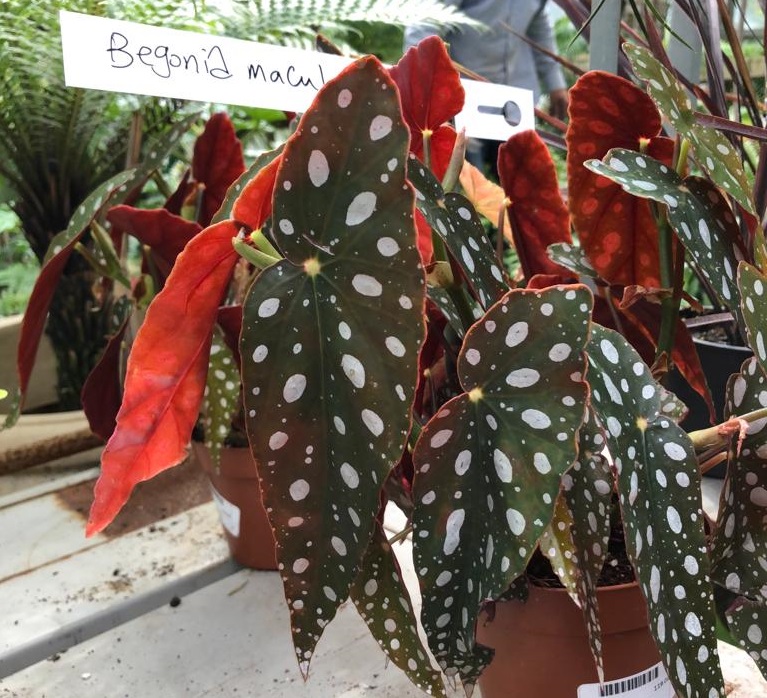 Begonia maculata