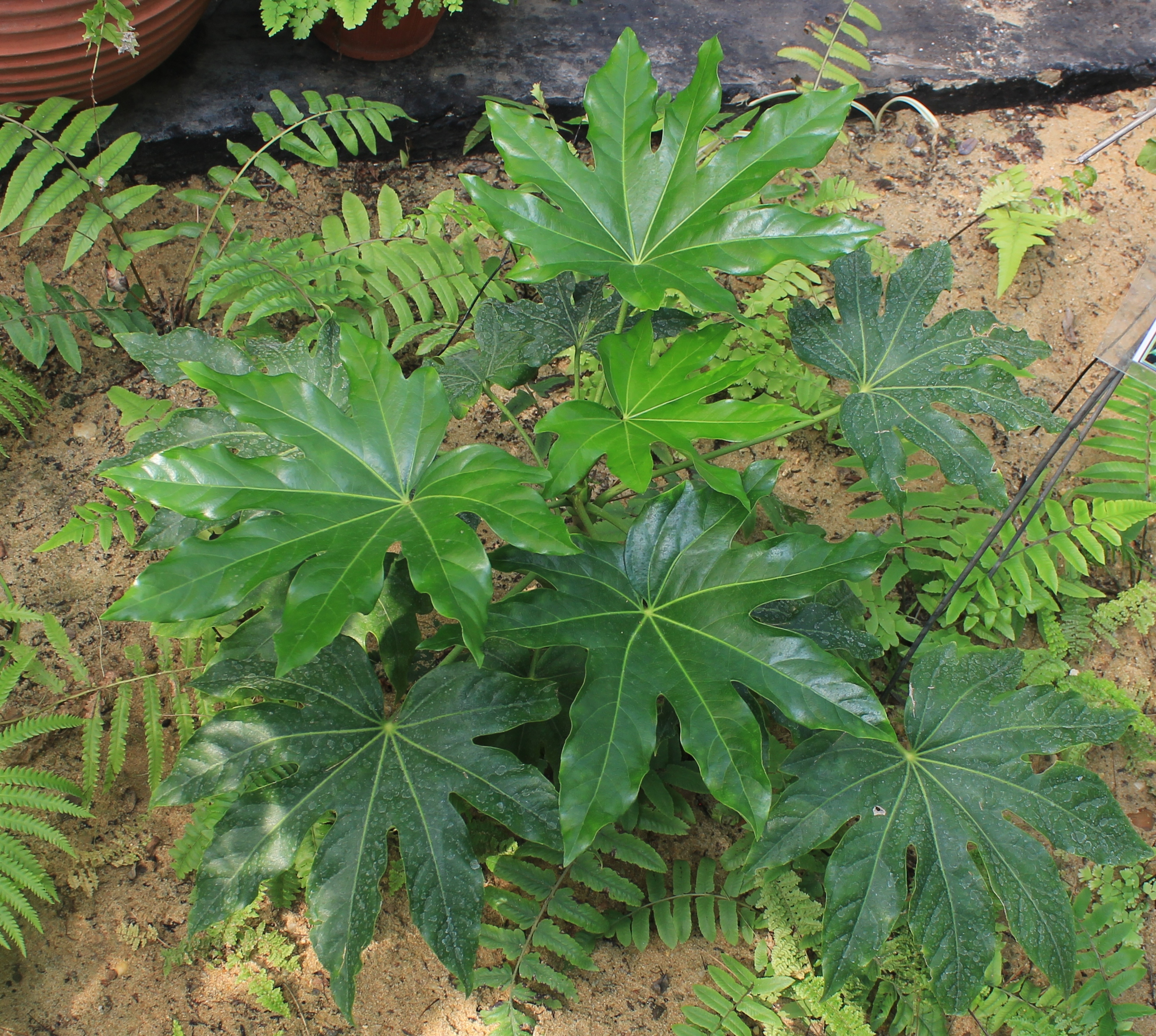 Fatsia japonica