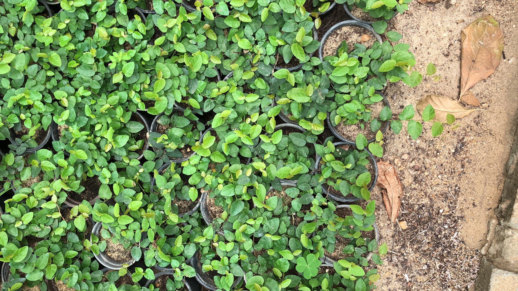 Ficus pumila