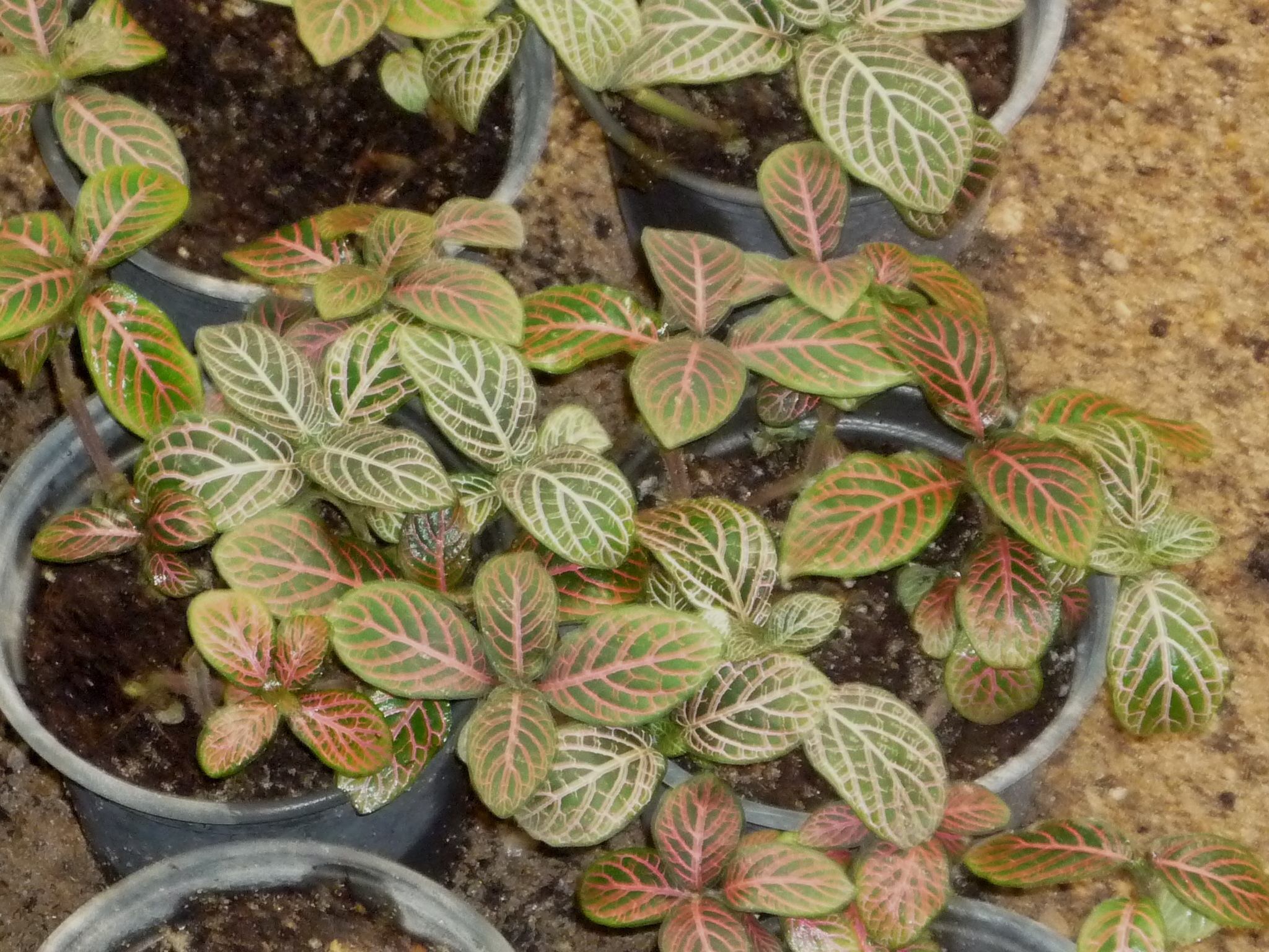 Fittonia albivenis