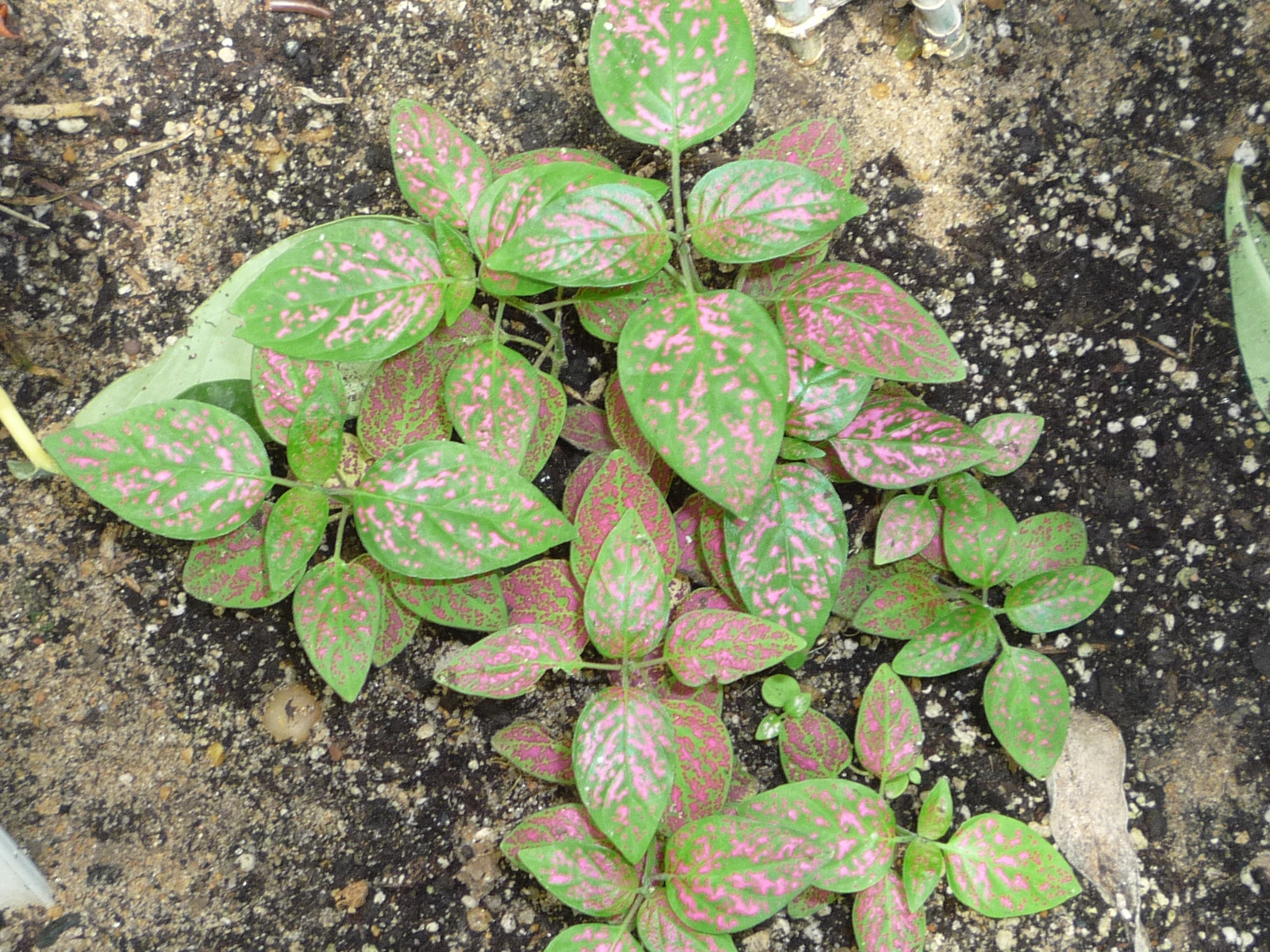 Hypoestes phyllostachya