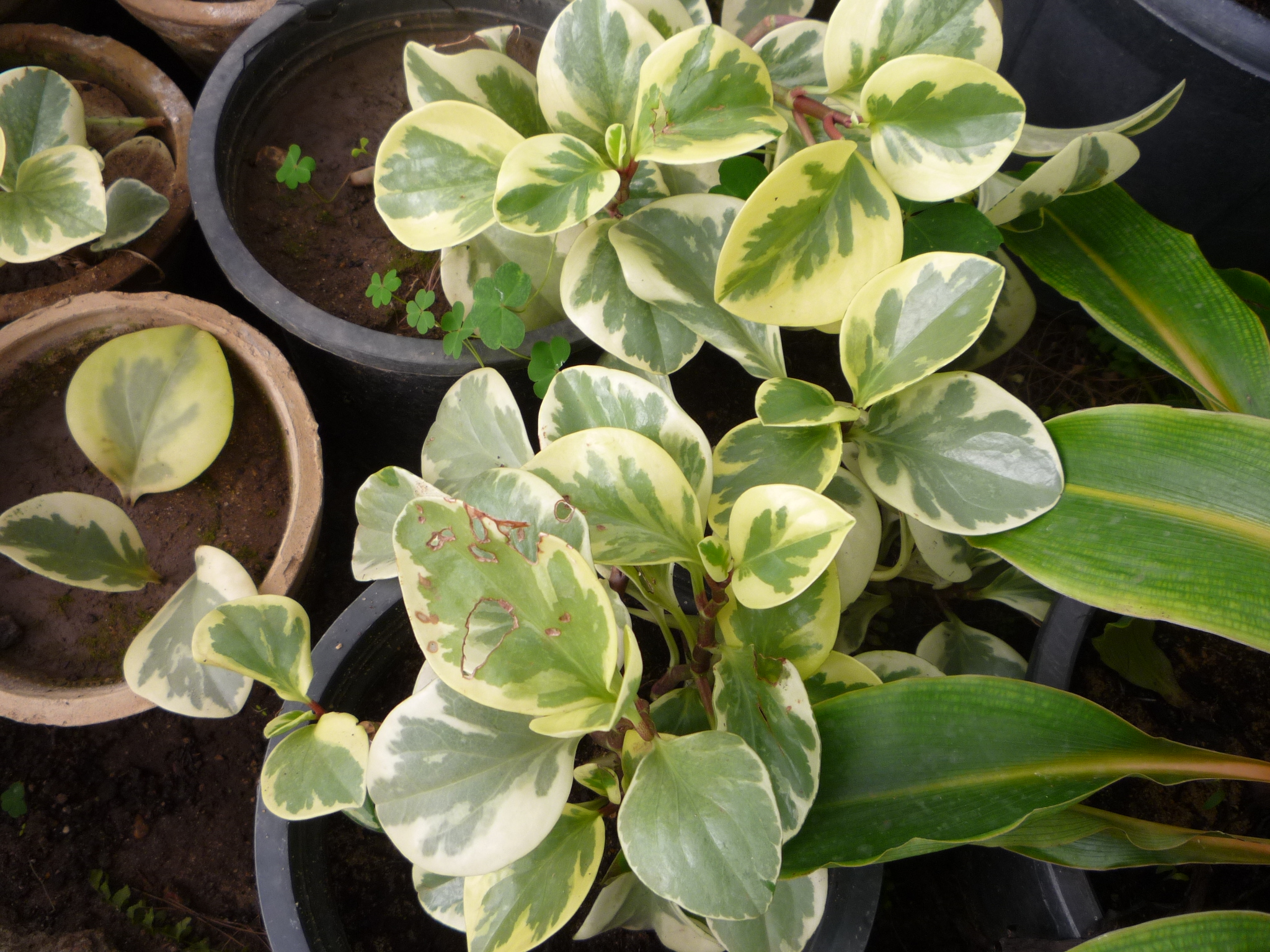 Peperomia obtusifolia Variegata