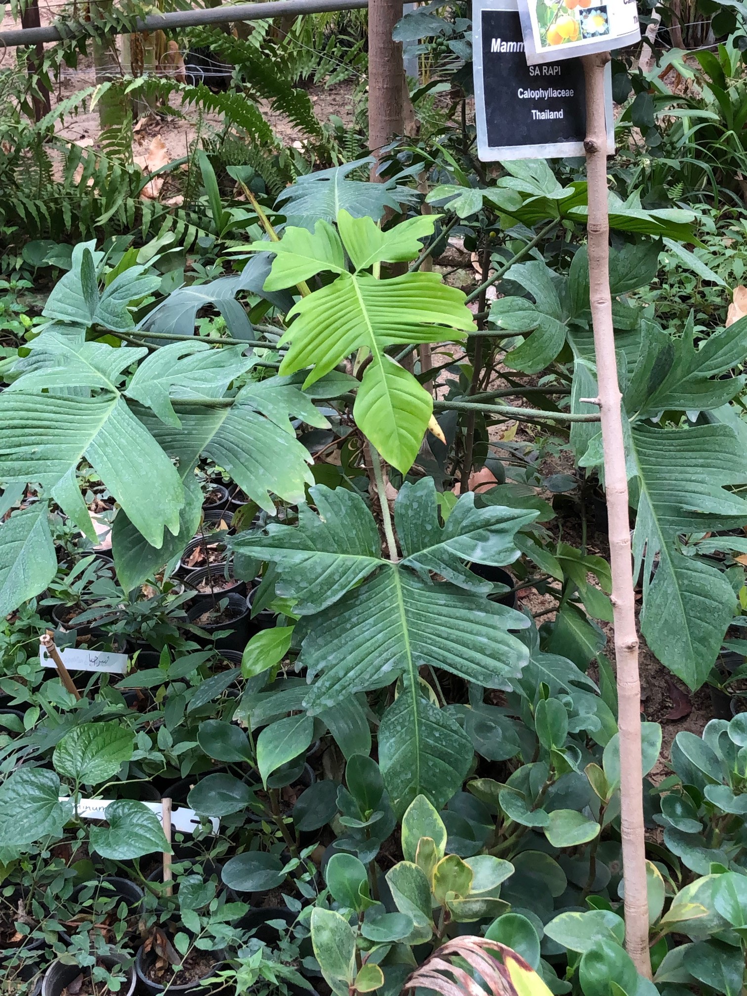 Philodendron laciniatum