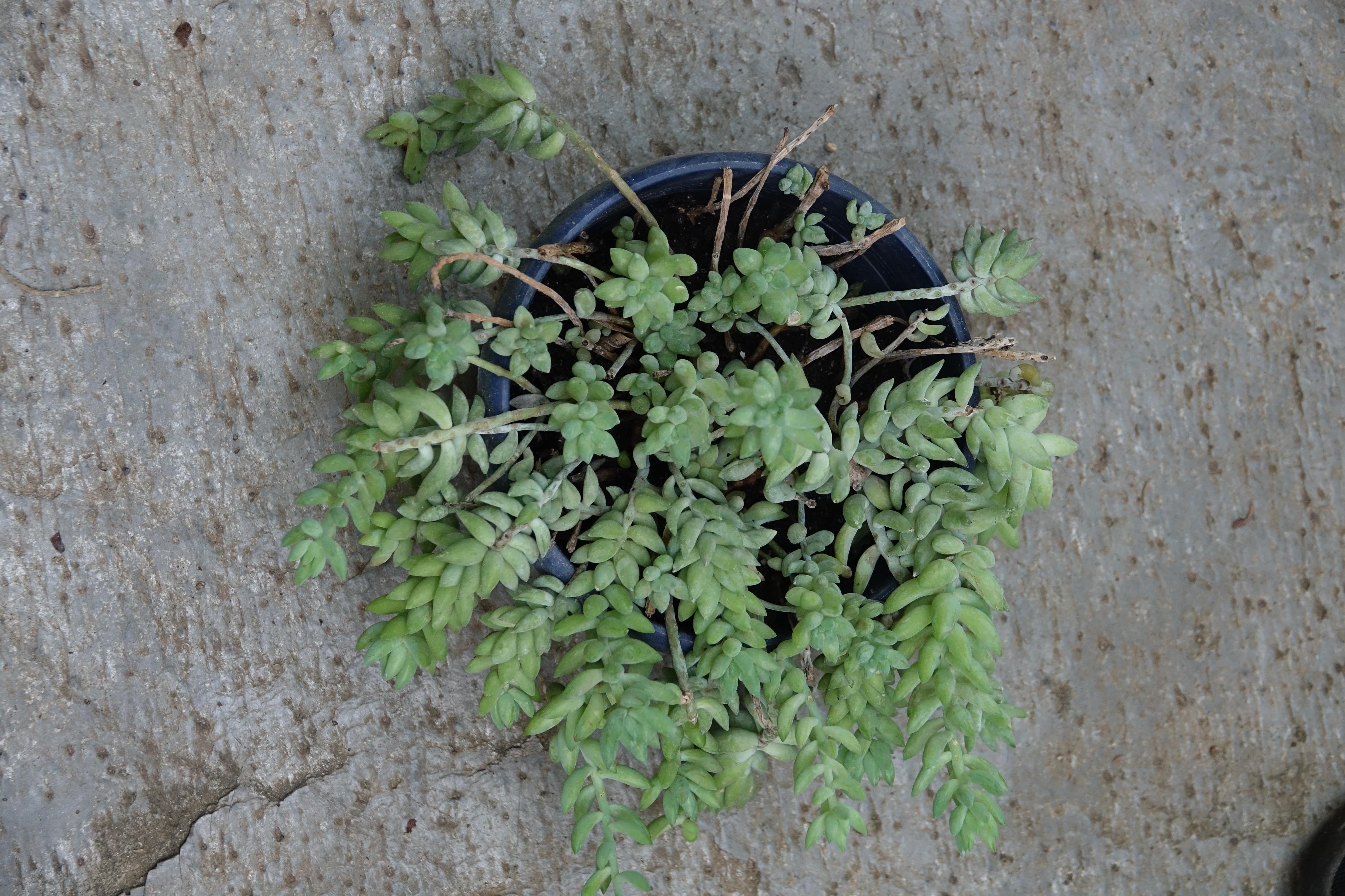 Sedum morganianum