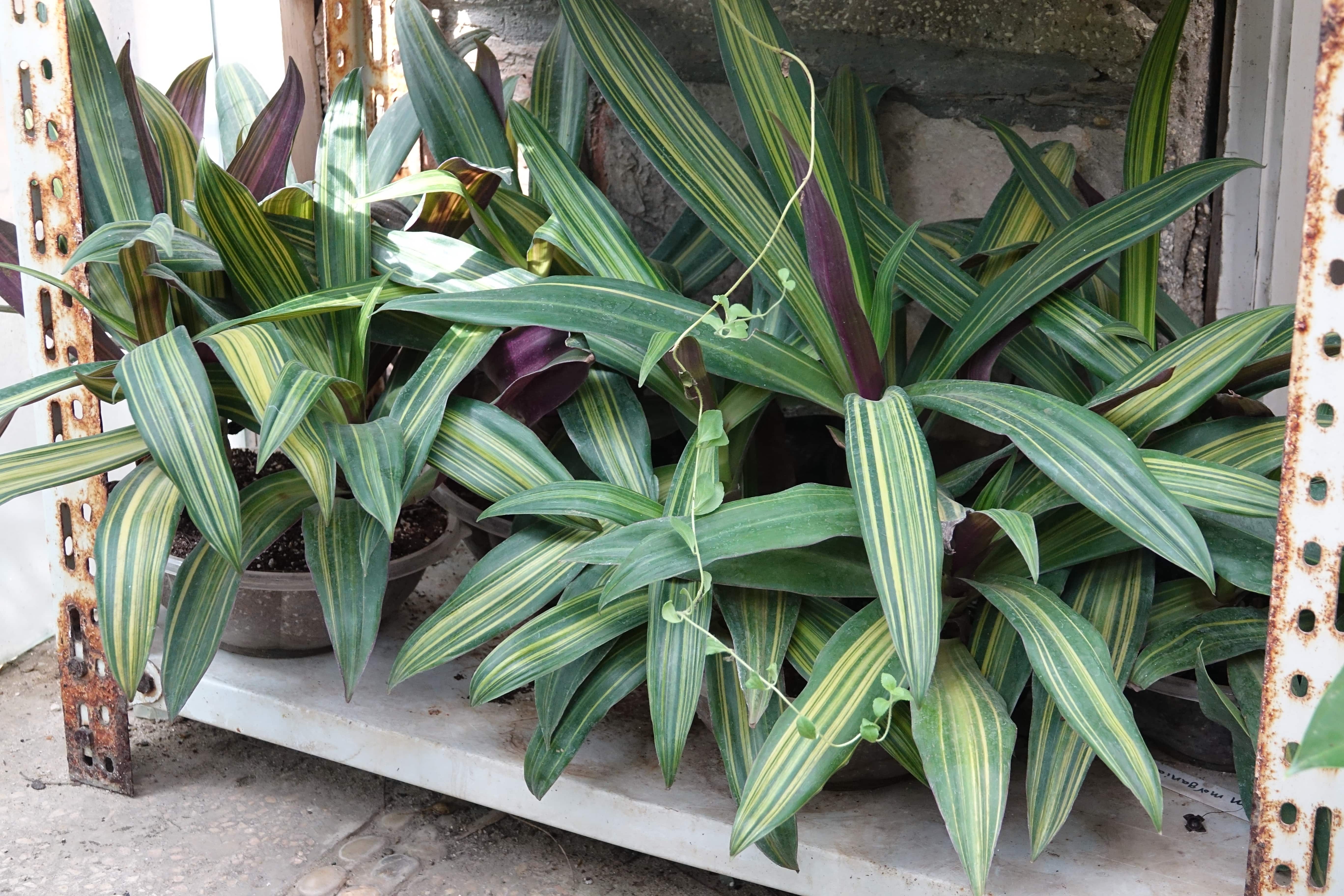 Tradescantia spathacea