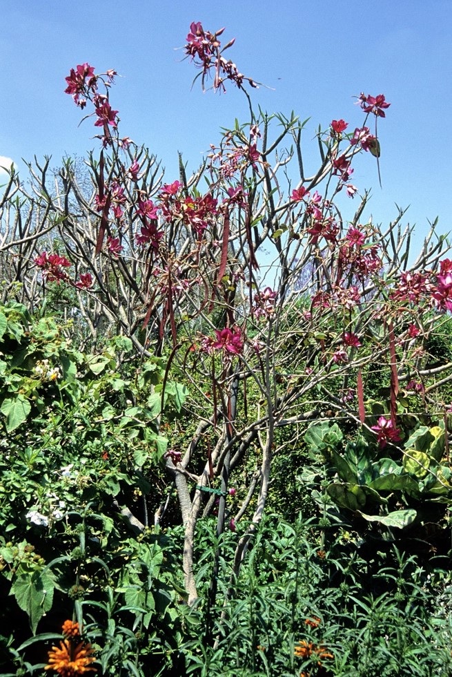 Bauhinia purpurea