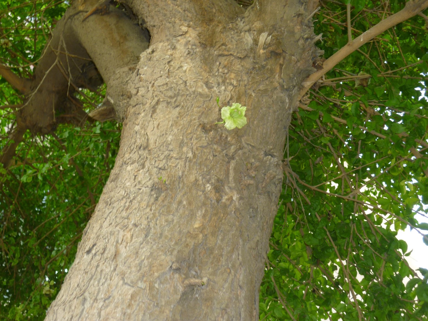 Parmentiera aculeata