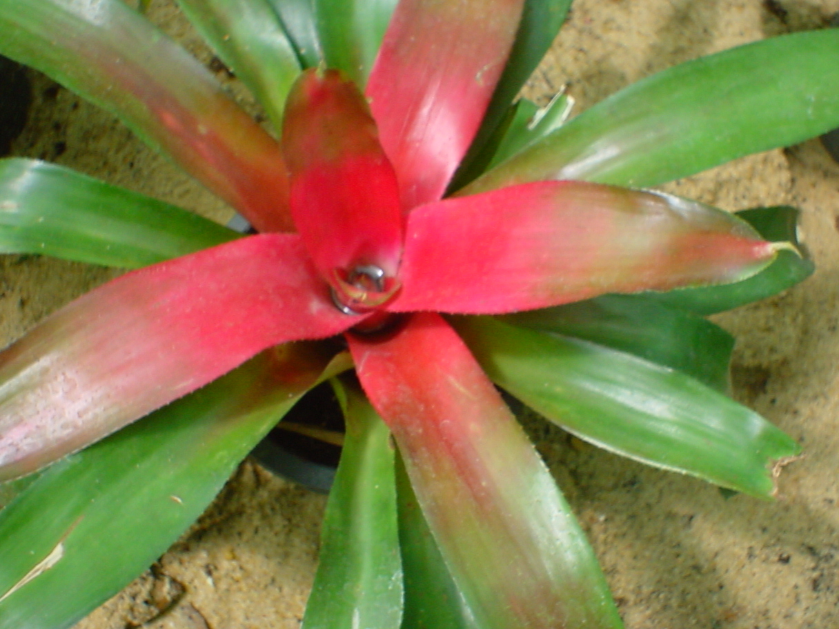 Neoregelia carolinae