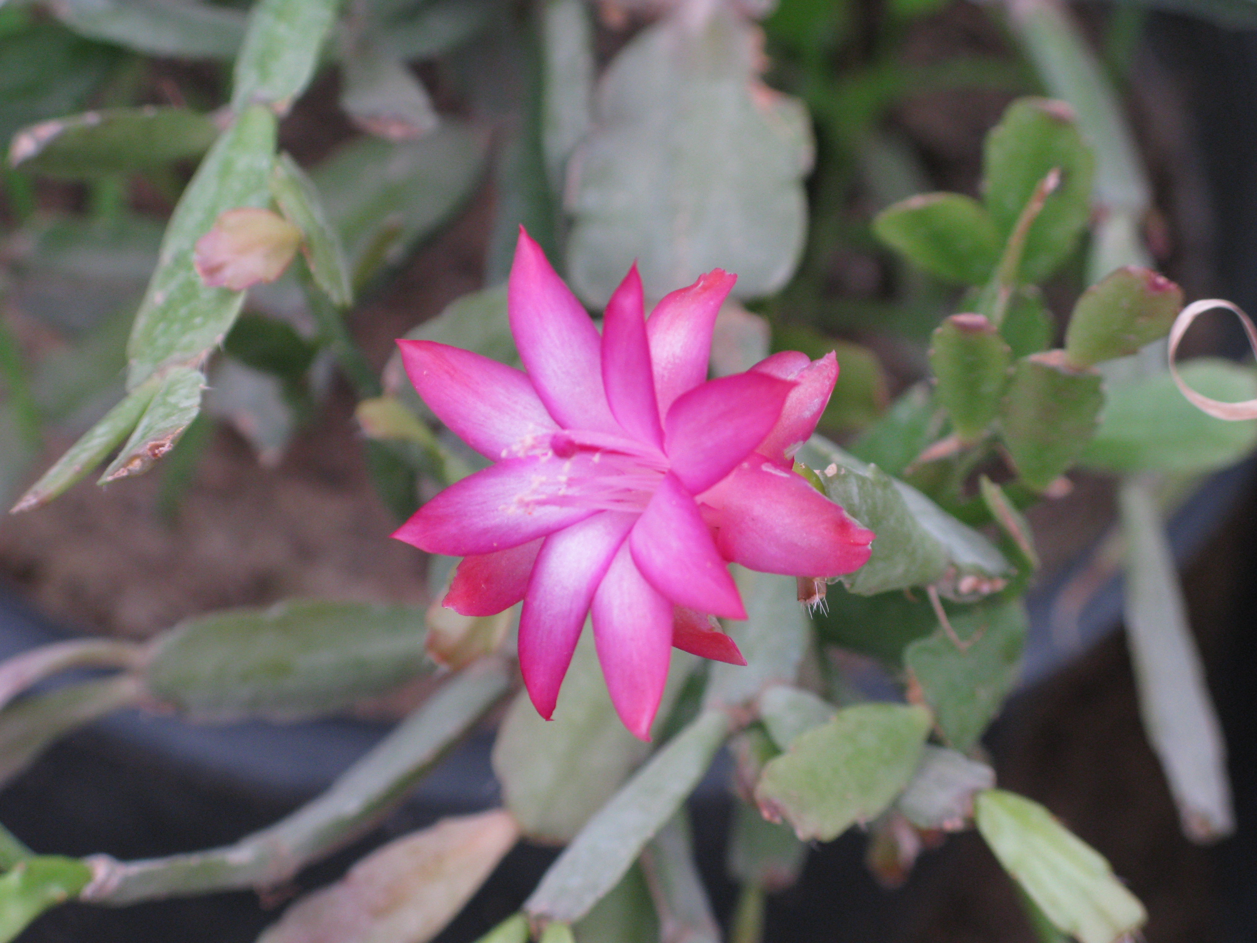 Schlumbergera truncata