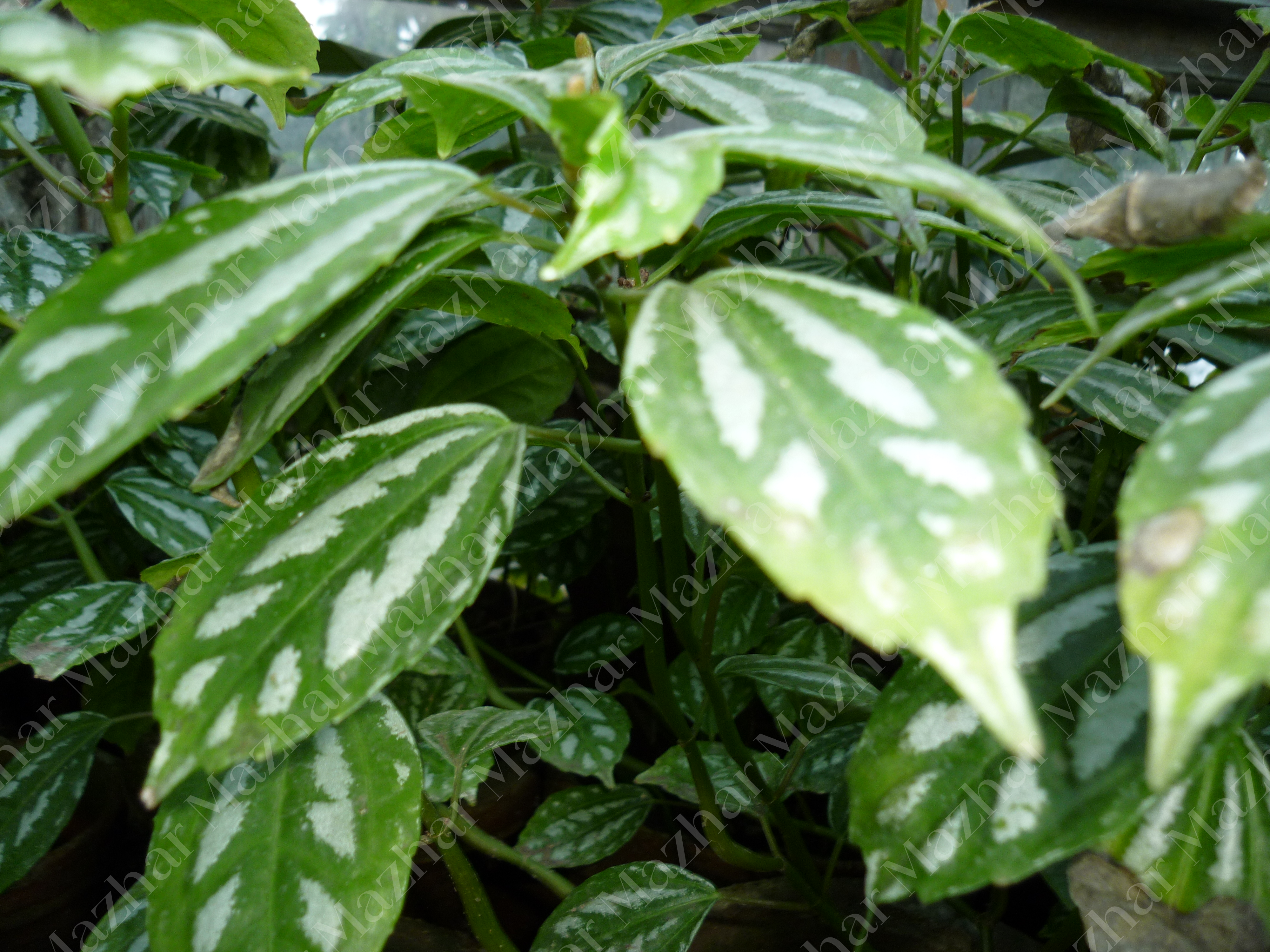 Pilea cadieri