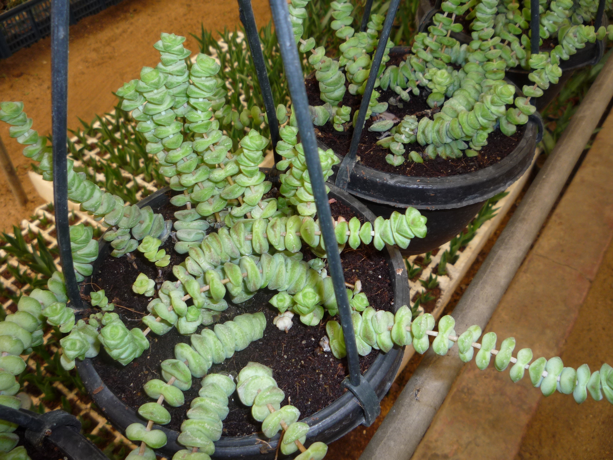 crassula rupestris