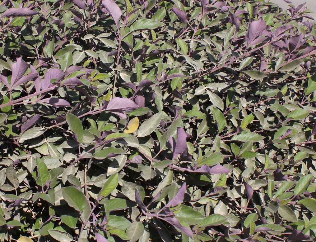 Vitex trifolia