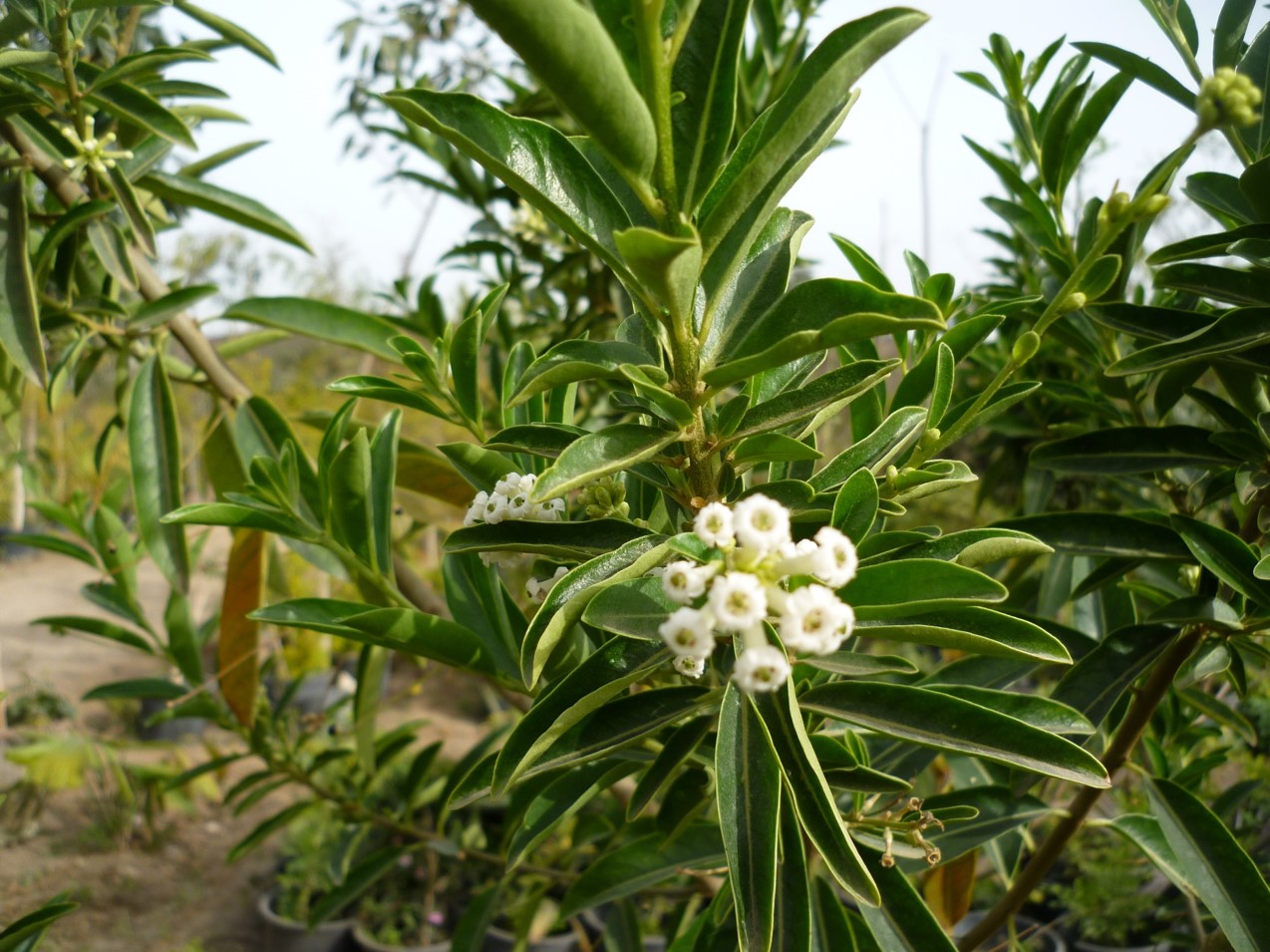 Cestrum diurnum