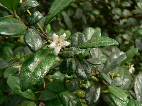 Ehretia microphylla