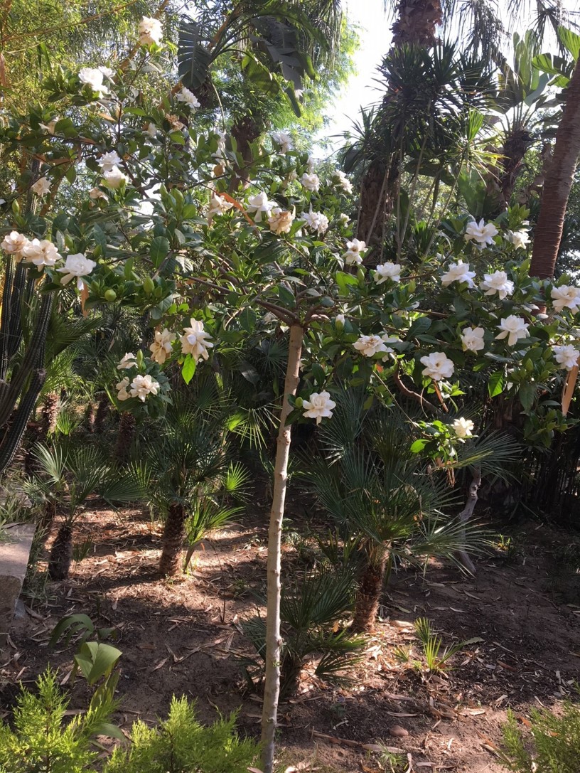 Gardenia hybrid