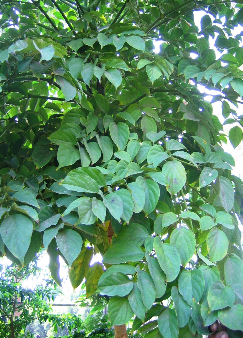 Oroxylum indicum