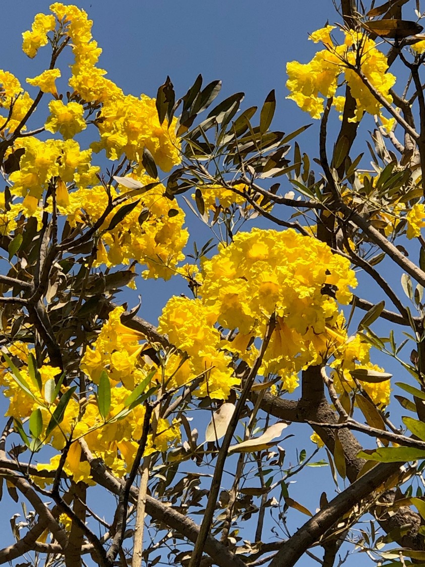 Tabebuia aurea