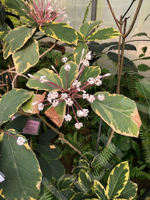 Clerodendrum quadriloculare