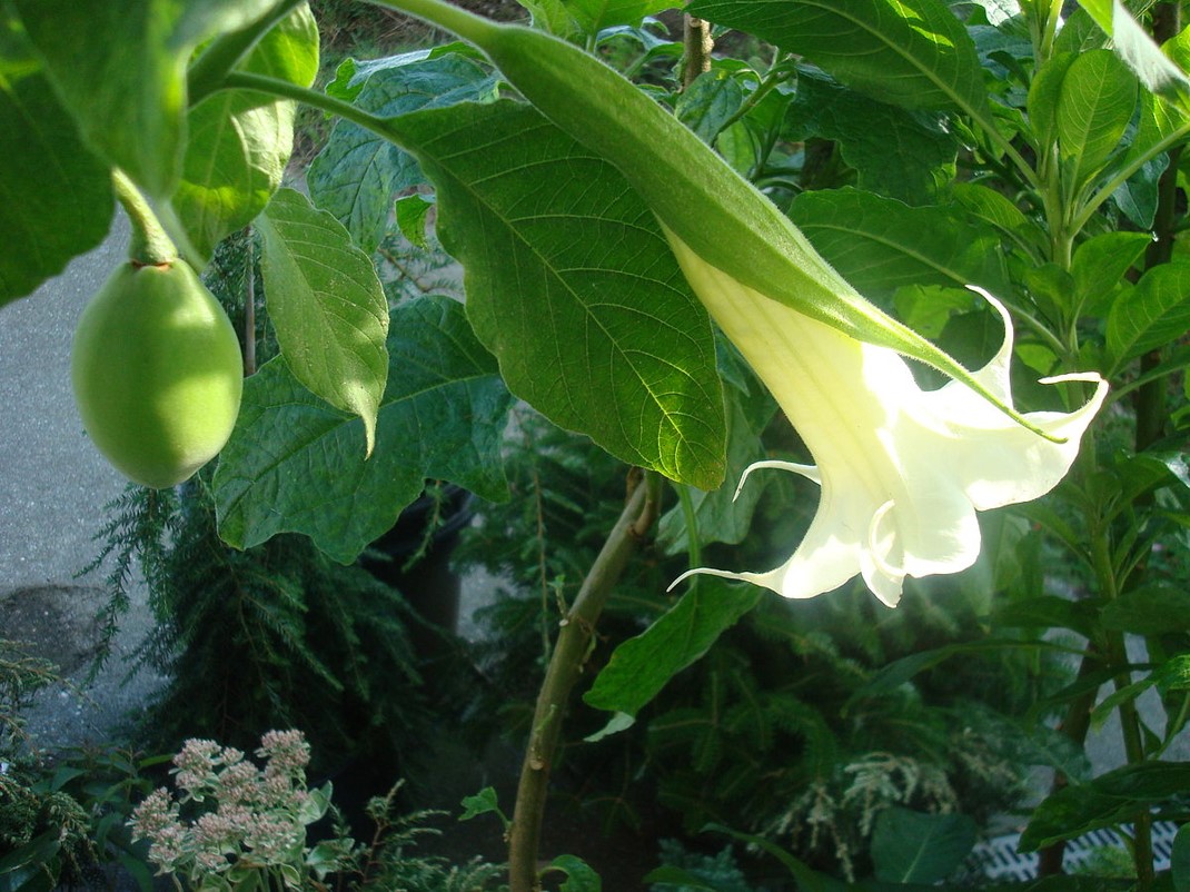 Brugmansia arborea