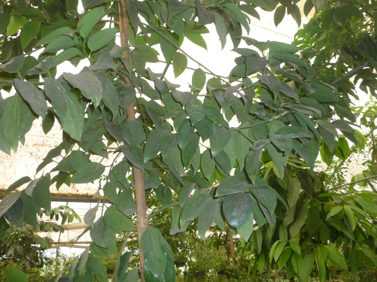 Cinnamomum bejolghota