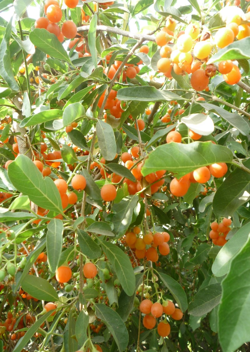 Cordia sinensis