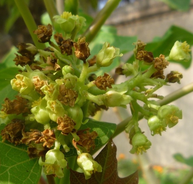 Jatropha curcas