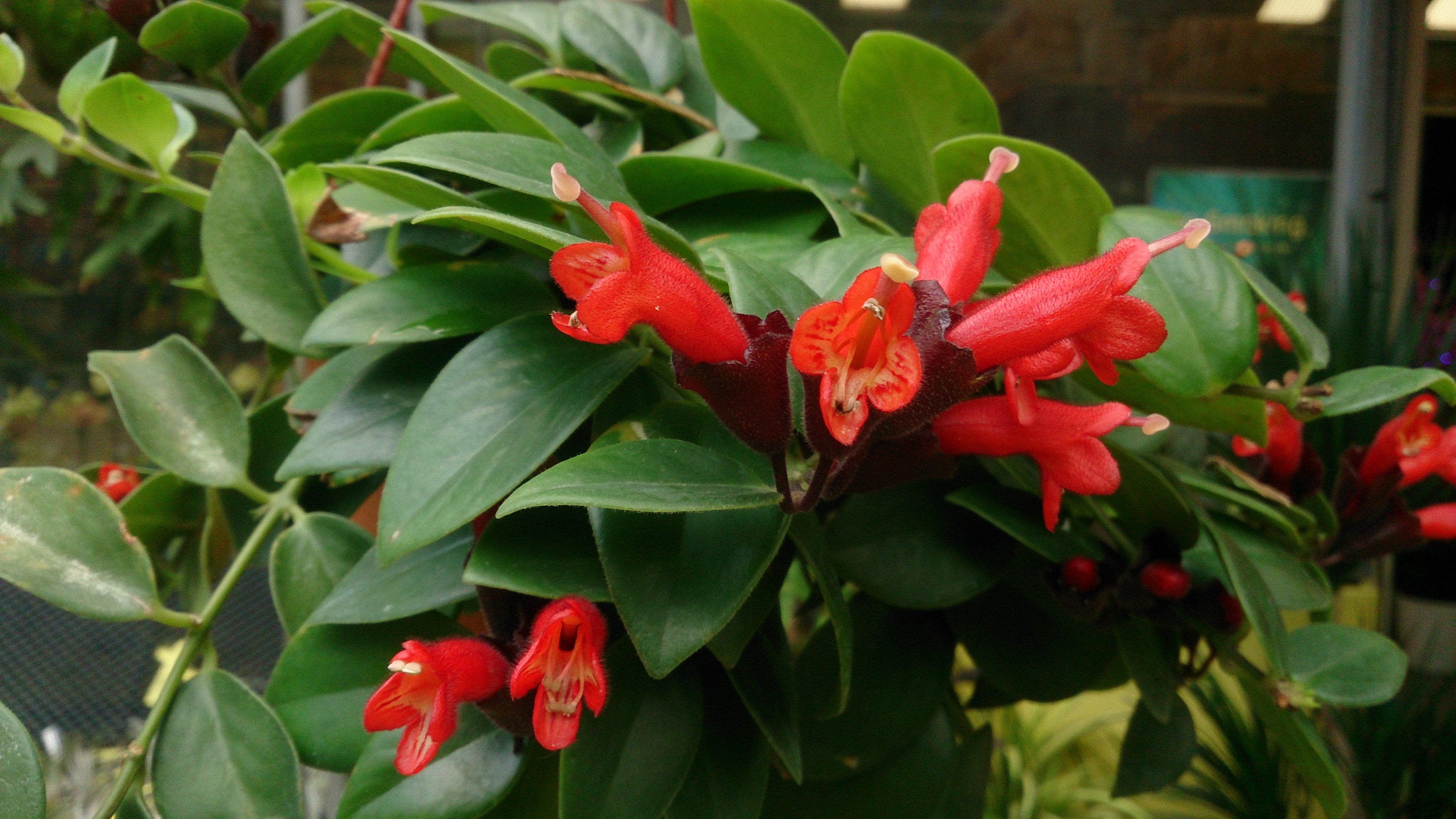 Aeschynanthus radicans