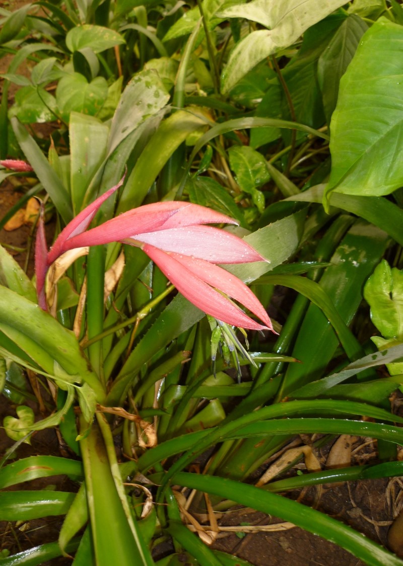 Bilbergia nutans