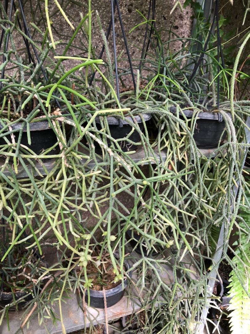 Rhipsalis baccifera