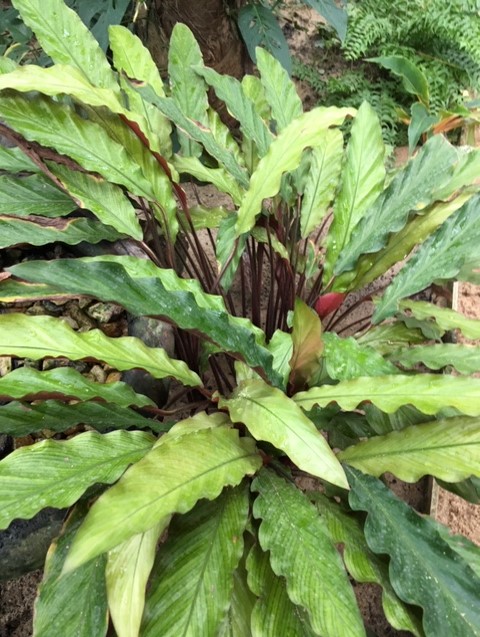 Calathea rufibarba