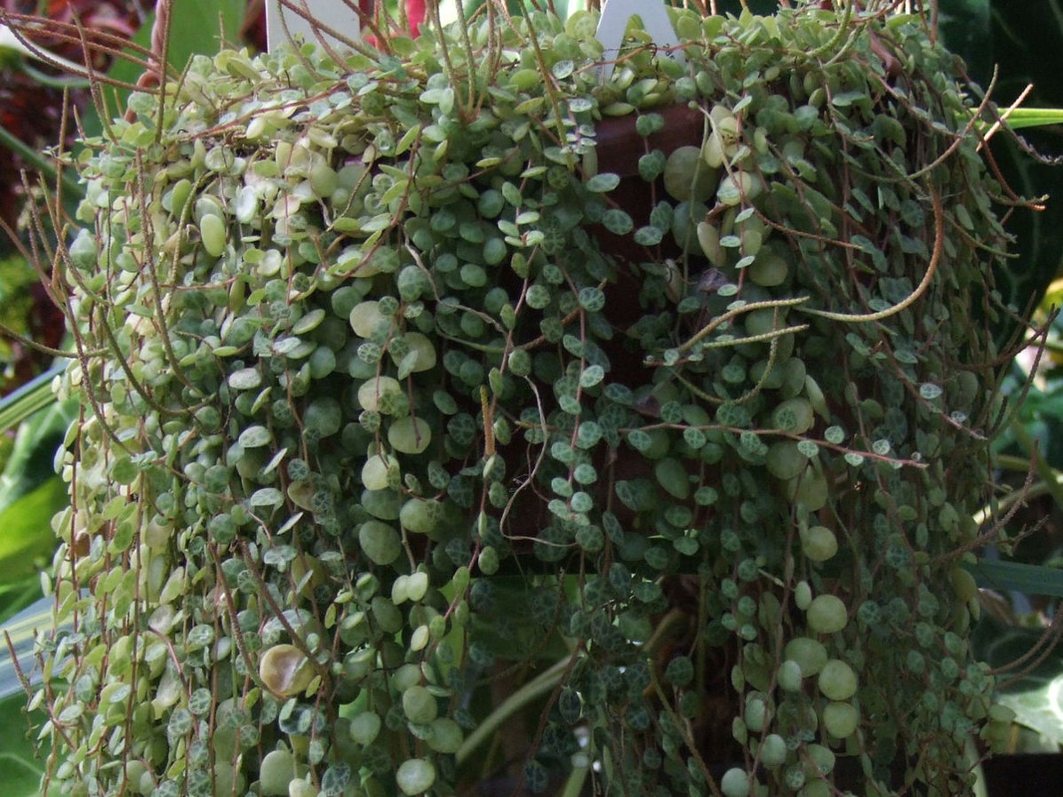 Peperomia prostrata