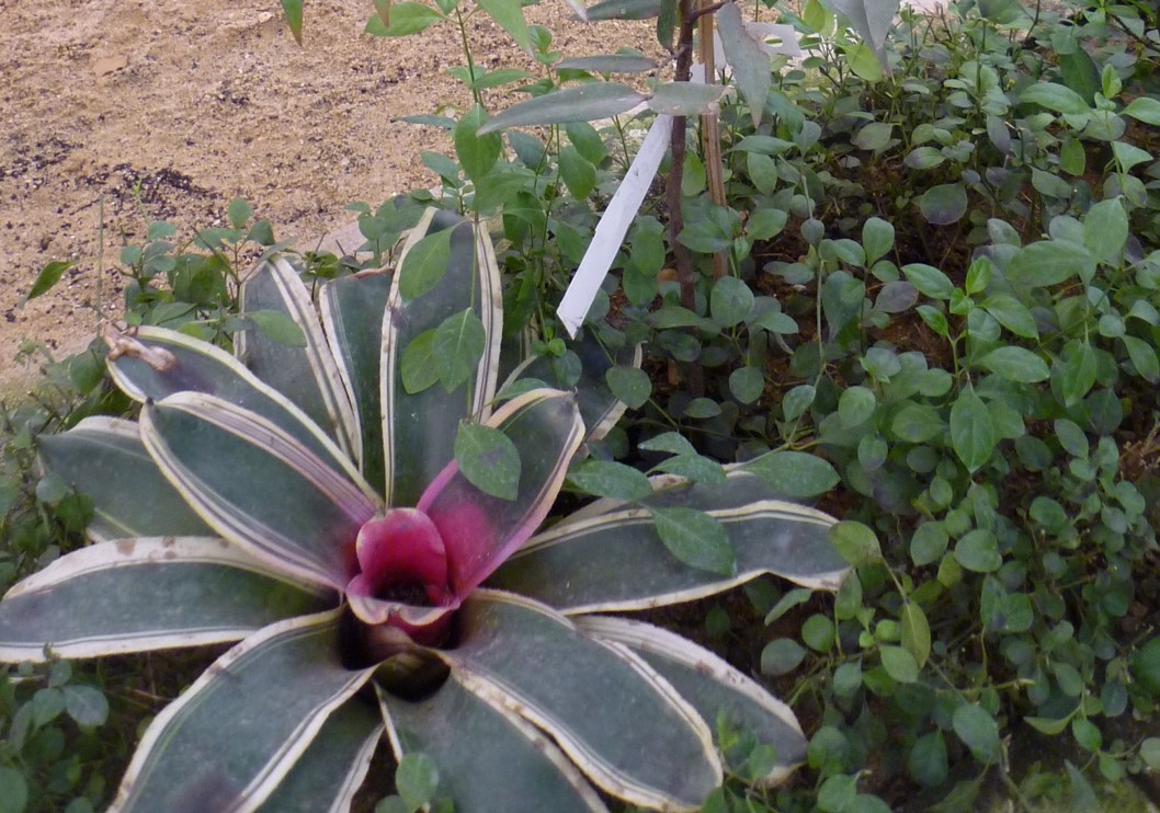 Neoregelia carolinae