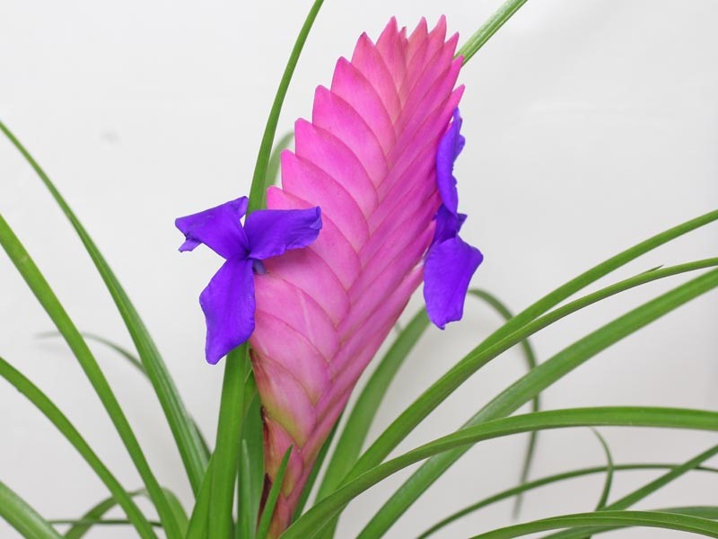 Tillandsia cyanea