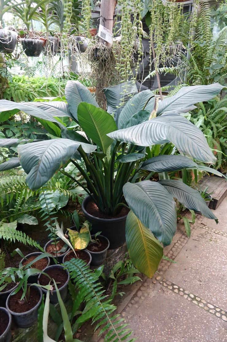 Spathiphyllum Cv