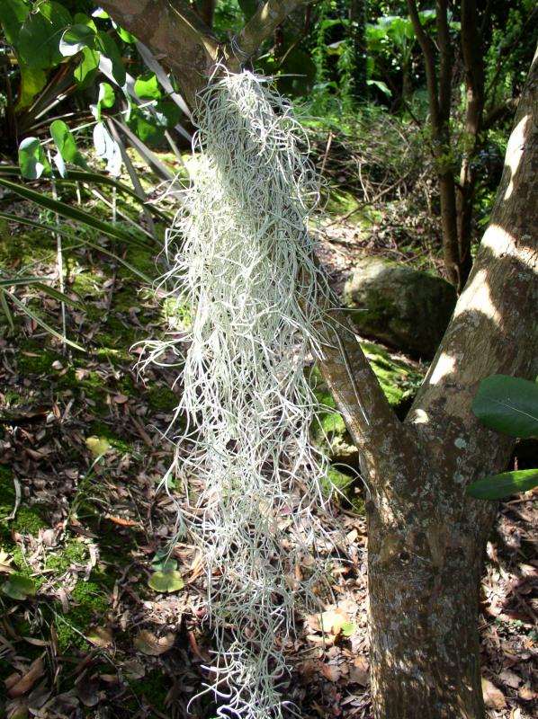 Tillandsia usneoides