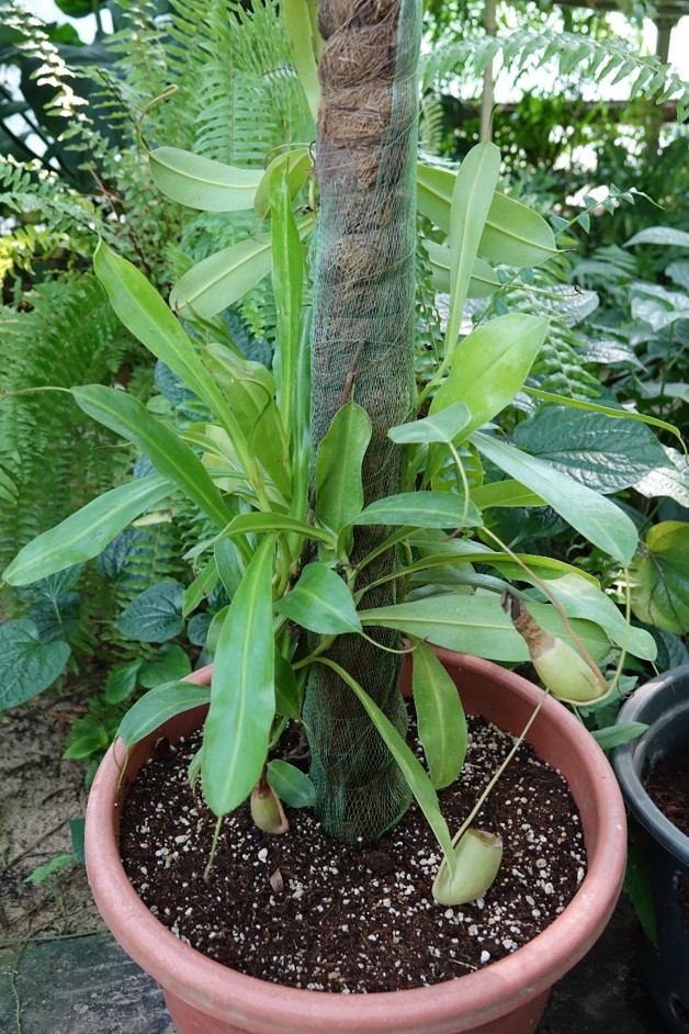 nepenthes alata