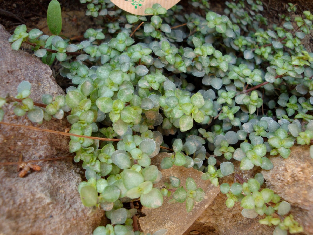 Pilea glaucophylla