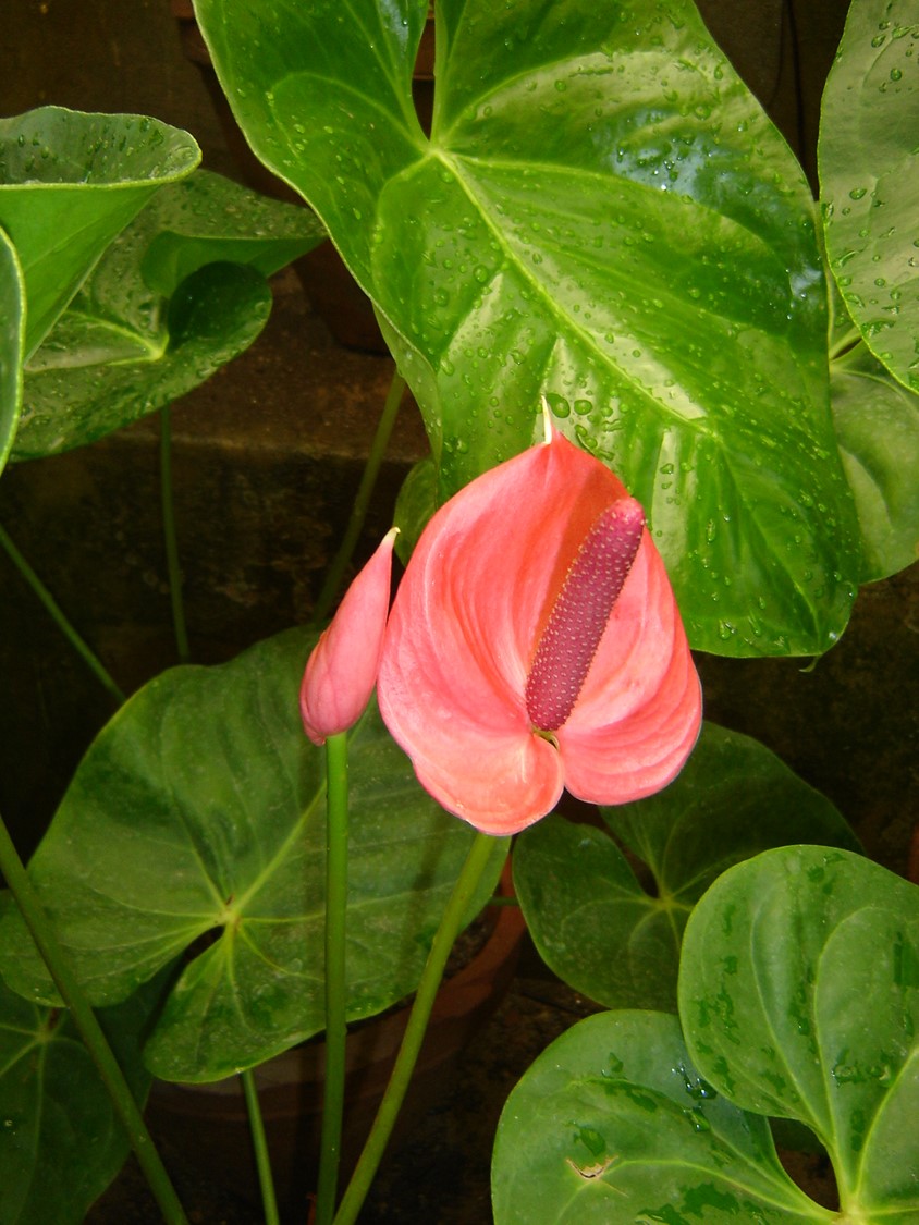 Anthurium andraeanum