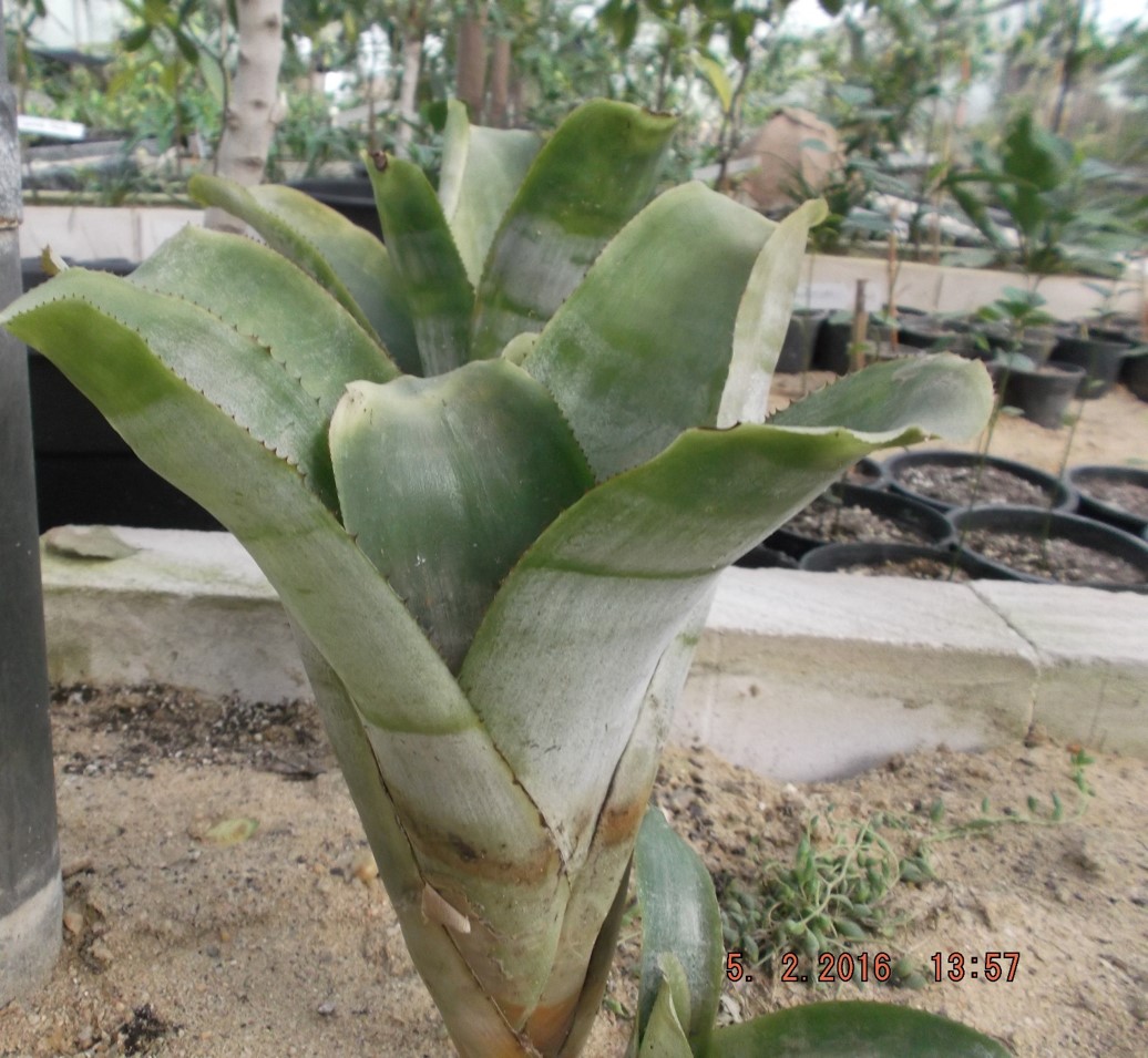 Aechmea fasciata