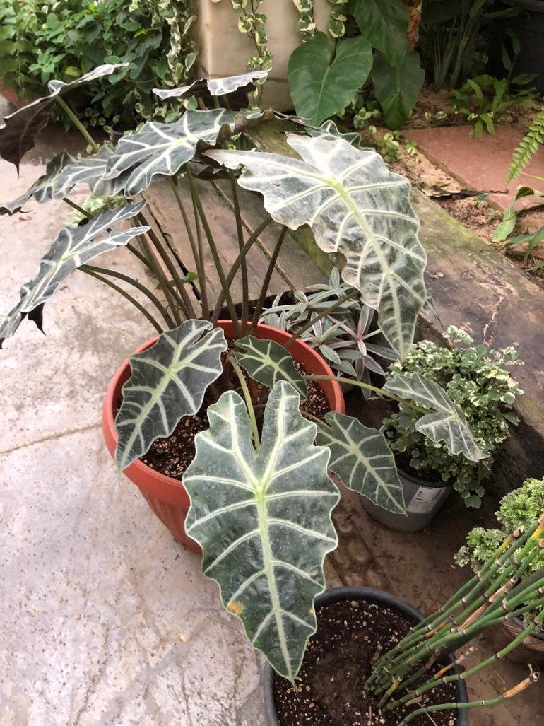 Alocasia amazonica