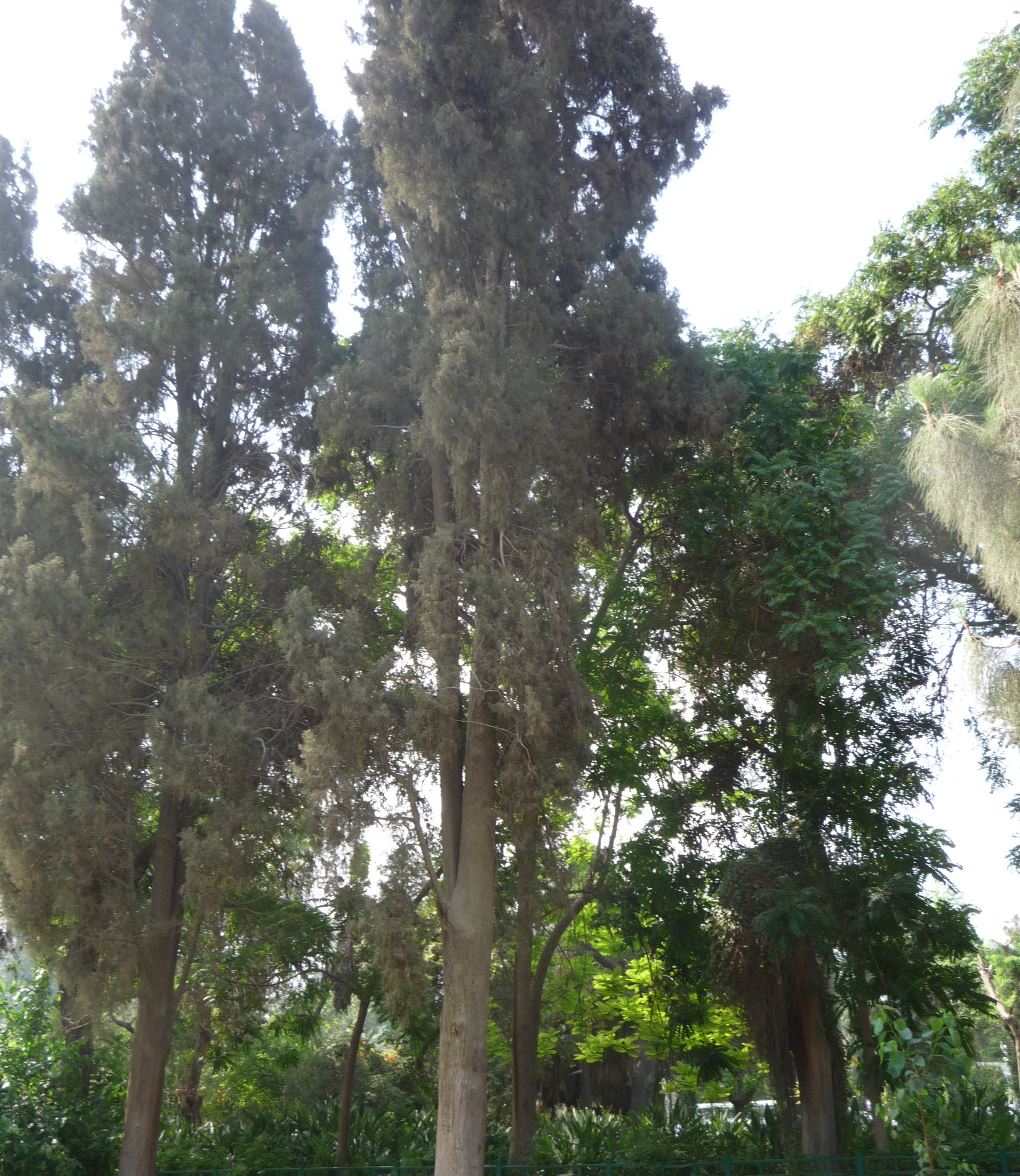 Cupressus sempervirens